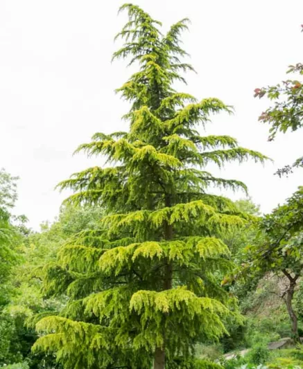 Cedrus deodara 'Aurea', Himalayan Cedar 'Aurea', Deodar Cedar 'Aurea', Conifer, Evergreen Tree, Golden Conifer, Yellow Conifer