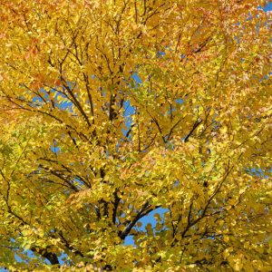 Cercidiphyllum japonicum,Katsura Tree, Tree with fall color, Fall color, Attractive bark Tree, Golden leaves