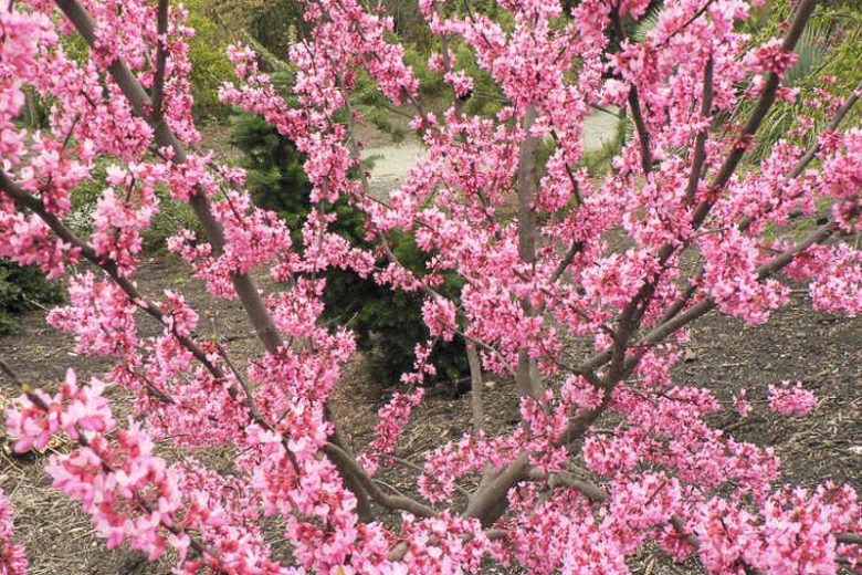 Cercis canadensis Tennessee Pink, Eastern Redbud Tennessee Pink, Shrub, Small Tree, Pink Flowers,