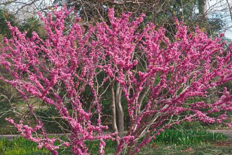 Cercis chinensis 'Don Egolf', Chinese Redbud 'Don Egolf',Shrub, Small Tree, Pink Flowers, ornamental tree, dark leaves