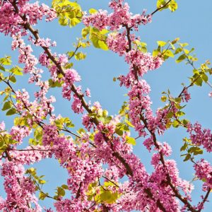 Cercis siliquastrum, Judas Tree, Mediterranean Redbud, Love Tree, Small Tree, Pink Flowers,