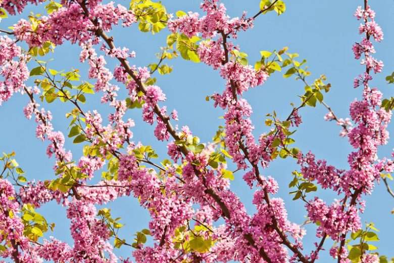 Cercis siliquastrum, Judas Tree, Mediterranean Redbud, Love Tree, Small Tree, Pink Flowers,