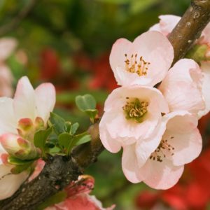 Chaenomeles speciosa 'Toyo Nishiki', Japanese Quince 'Toyo Nishiki', Flowering Quince 'Toyo Nishiki', Chaenomeles Toyo Nishiki, Japanese Flowering Quince, Pink flowers, Early Spring blooms