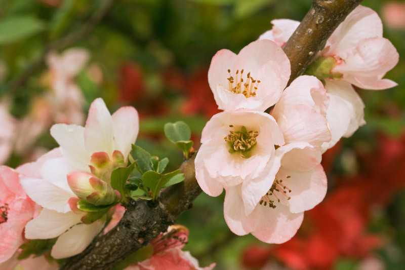 Chaenomeles 'Toyo Nishiki' (Flowering Quince)