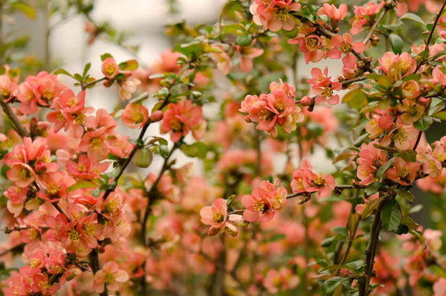 Chaenomeles japonica, Japanese Quince, Flowering Quince, Maule's Quince, Dwarf Quince, Japanese Flowering Quince