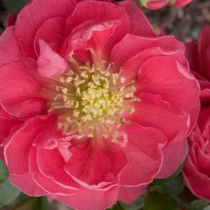 Chaenomeles speciosa Double Take Pink™, Japanese Quince Double Take Pink™, Flowering Quince Double Take Pink™, Japanese Flowering Quince, Pink flowers, Early Spring blooms