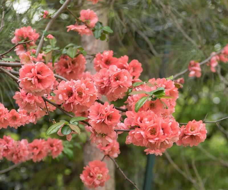 Chaenomeles speciosa 'Falconnet Charlet', Japanese Quince 'Falconnet Charlet', Flowering Quince 'Falconnet Charlet', Japanese Flowering Quince, Orange flowers, Apricot Flowers, Salmon Flowers, Early Spring blooms