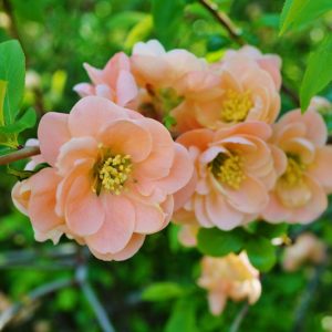 Chaenomeles speciosa 'Geisha Girl',Japanese Quince 'Geisha Girl', Flowering Quince 'Geisha Girl', Chaenomeles japonica 'Geisha Girl', Japanese Flowering Quince, Pink flowers, Apricot flowers, Early Spring blooms