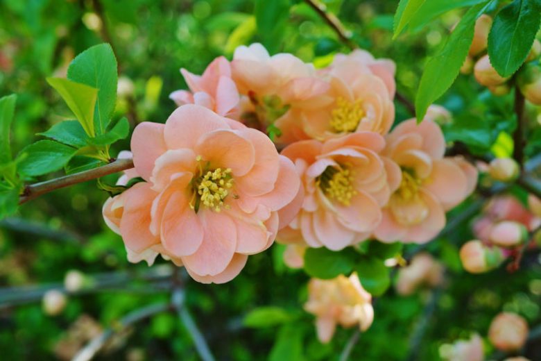 Chaenomeles speciosa 'Geisha Girl',Japanese Quince 'Geisha Girl', Flowering Quince 'Geisha Girl', Chaenomeles japonica 'Geisha Girl', Japanese Flowering Quince, Pink flowers, Apricot flowers, Early Spring blooms