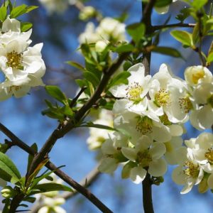 Chaenomeles speciosa 'Nivalis', Japanese Quince 'Nivalis', Flowering Quince 'Nivalis', Japanese Flowering Quince, White flowers, Early Spring blooms
