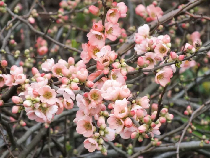 Chaenomeles x superba 'Coral Sea', Japanese Quince 'Coral Sea', Flowering Quince 'Coral Sea', Japanese Flowering Quince, Pink flowers, Early Spring blooms