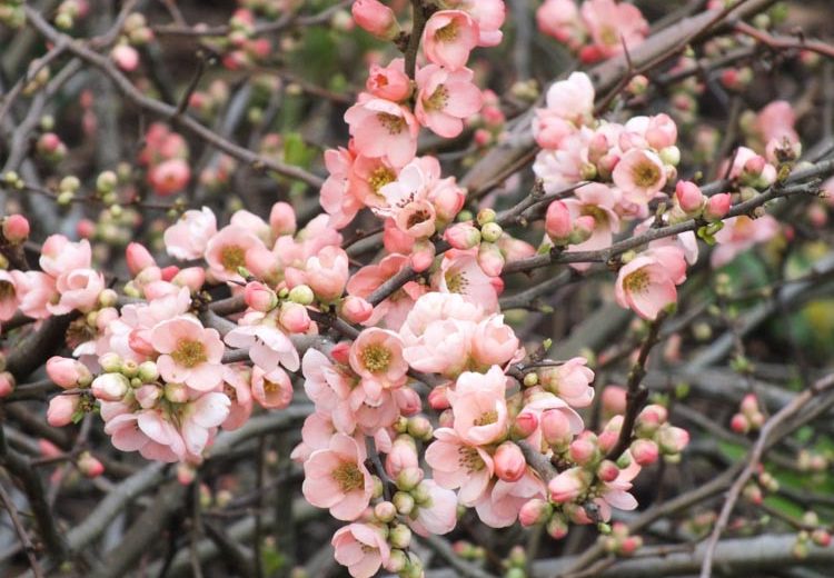 Chaenomeles x superba 'Coral Sea', Japanese Quince 'Coral Sea', Flowering Quince 'Coral Sea', Japanese Flowering Quince, Pink flowers, Early Spring blooms