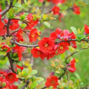 Chaenomeles x superba 'Knap Hill Scarlet', Japanese Quince 'Knap Hill Scarlet', Flowering Quince 'Knap Hill Scarlet', Japanese Flowering Quince, Red flowers, Early Spring blooms
