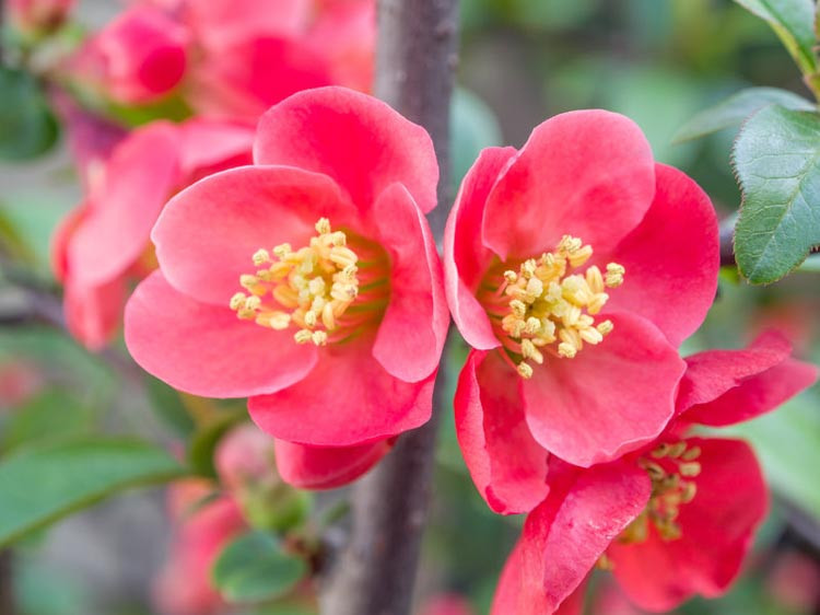 Chaenomeles x superba 'Pink Lady' (Flowering Quince)