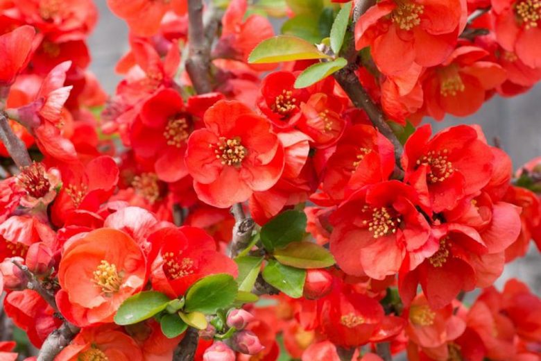 Chaenomeles x superba 'Texas Scarlet', Japanese Quince 'Texas Scarlet', Flowering Quince 'Texas Scarlet', Japanese Flowering Quince, Red flowers, Early Spring blooms