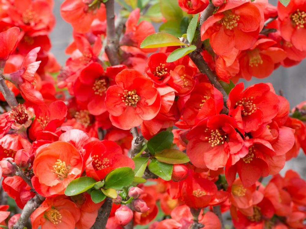 Chaenomeles x superba 'Texas Scarlet' (Flowering Quince)