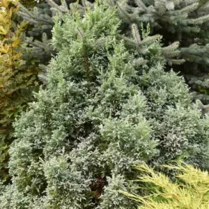 Chamaecyparis Pisifera 'Curly Tops', Sawara Cypress 'Curly Tops', Japanese Cypress 'Curly Tops', evergreen shrub, golden shrub