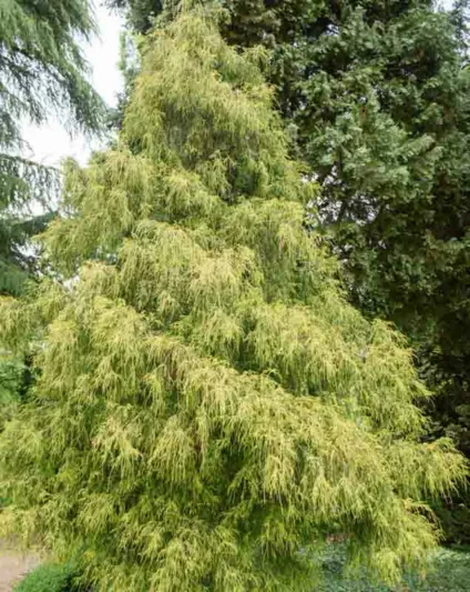 Chamaecyparis Pisifera 'Golden Mop', Sawara Cypress 'Golden Mop', Japanese Cypress 'Golden Mop', evergreen shrub, golden shrub