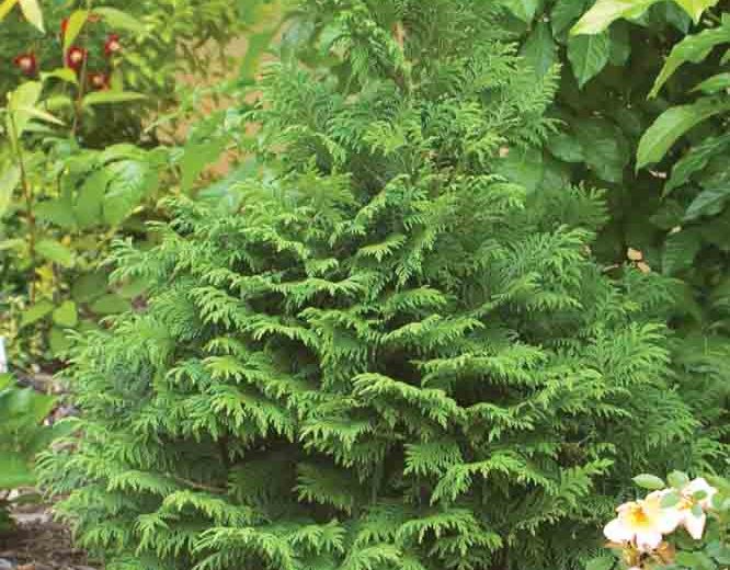 Chamaecyparis Pisifera 'Soft Serve', Sawara Cypress 'Soft Serve', Japanese Cypress 'Soft Serve', evergreen shrub, blue shrub