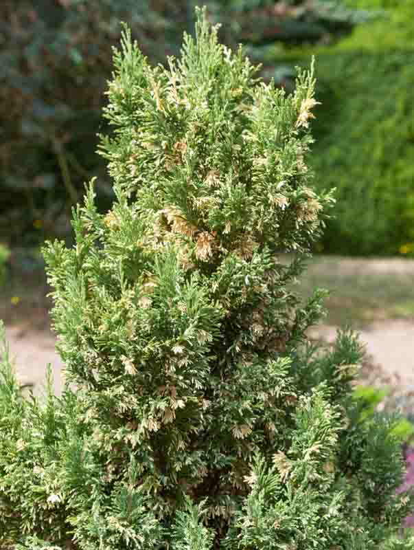 Chamaecyparis lawsoniana 'Silver Threads' (Lawson Cypress)