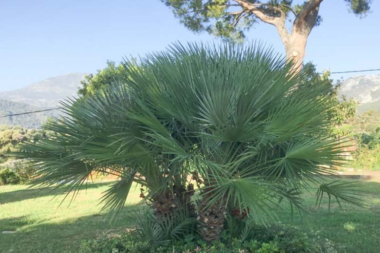 Chamaerops humilis, European Fan Palm, Dwarf Fan Palm, European Fan Palm, African Hair Palm, Drought tolerant tree, Tropical Plant, Palm Tree, Blue Palm Tree, Blue Palms