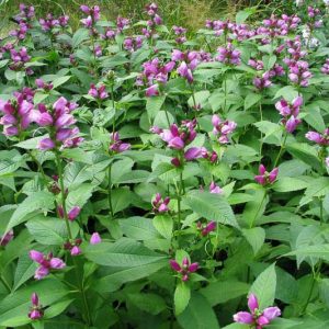 Chelone Lyonii, Pink Turtlehead, Lyon's Turtlehead, Pink Flowers, Purple Flowers, Pink Perennial, Purple Perennial
