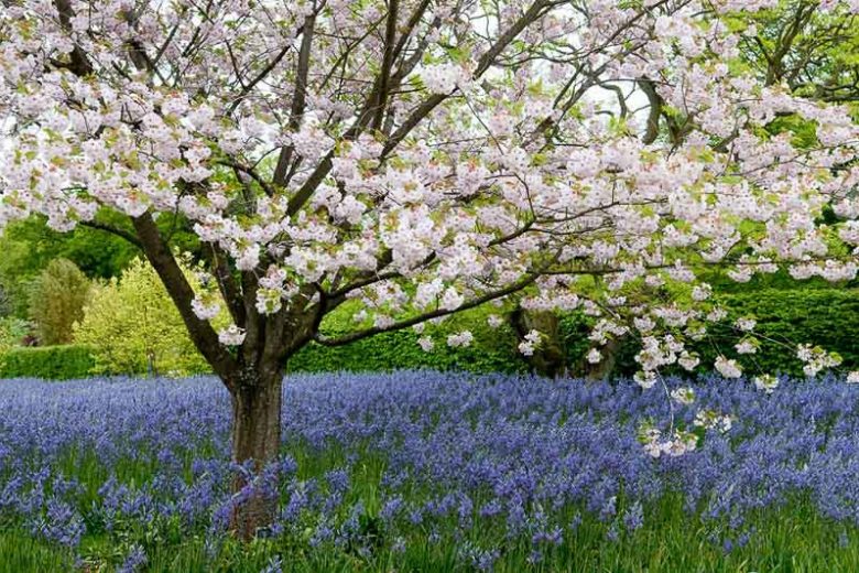 Spring Combination Ideas, Bulb Combinations, Plant Combinations, Flowerbeds Ideas, Spring Borders,prunus Ichiyo Flowering Cherry tree, Pink flowers, White flowers, Camassia