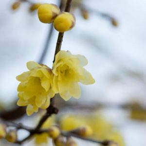 Chimonanthus praecox 'Luteus', Wintersweet 'Luteus', Yellow Wintersweet, Chimonanthus fragrans 'Luteus', Chimonanthus praecox 'Concolor', Yellow Flowers,  Winter Flowers