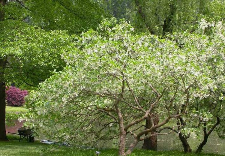 Chionanthus virginicus, Fringe Tree, Fragrant tree, White flowers, Fragrant flowers, berries, black berries