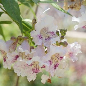 x Chitalpa tashkentensis, Chitalpa, Pink Flowers, Drought tolerant tree