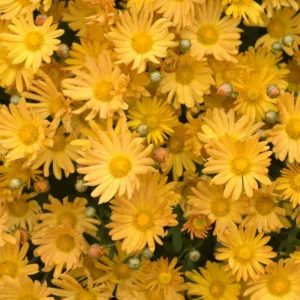 Chrysanthemum 'Bolero', Garden Mum 'Bolero', Florist's Mum 'Bolero', Hardy Garden Mum Bolero, Dendranthema Bolero, Yellow Chrysanthemum, Fall Flowers