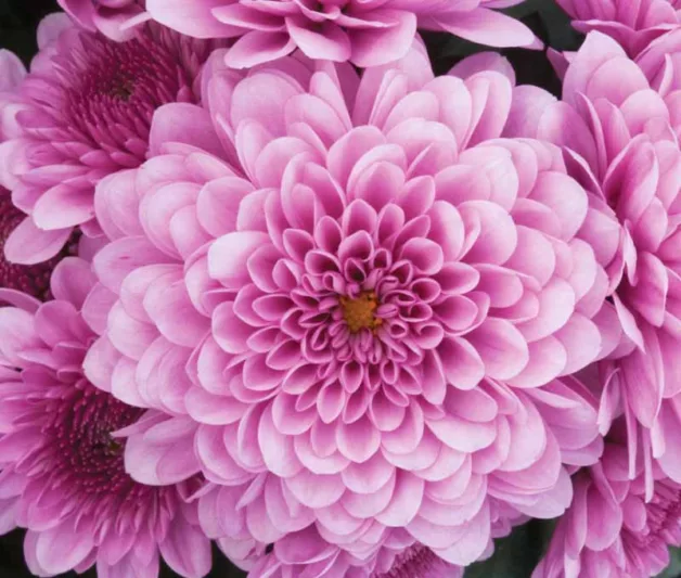 Chrysanthemum 'Cheryl Pink', Garden Mum 'Cheryl Pink', Florist's Mum 'Cheryl Pink', Hardy Garden Mum Cheryl Pink, Dendranthema Cheryl Pink, Pink Chrysanthemum, Fall Flowers
