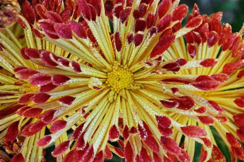 Chrysanthemum 'Matchsticks', Garden Mum 'Matchsticks', Florist's Mum 'Matchsticks', Hardy Garden Mum 'Matchsticks', Bicolor Chrysanthemum, Red Chrysanthemum, Yellow Chrysanthemum, Fall Flowers