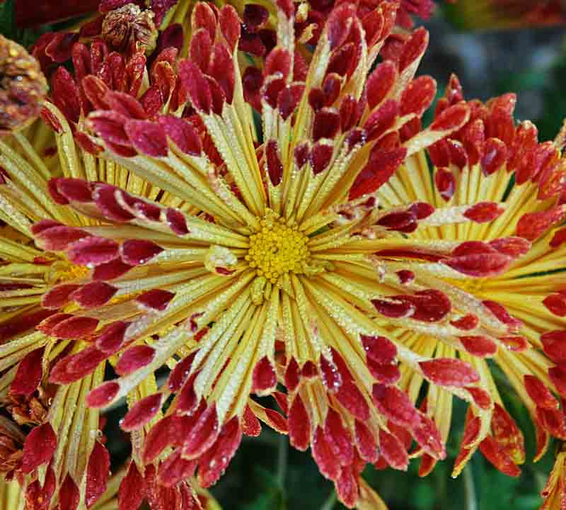 Chrysanthemum 'Matchsticks