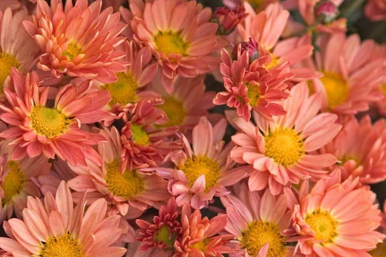 Chrysanthemum 'Rhumba', Garden Mum 'Rhumba', Florist's Mum 'Rhumba', Hardy Garden Mum Rhumba, Dendranthema Rhumba, Orange Chrysanthemum, Fall Flowers