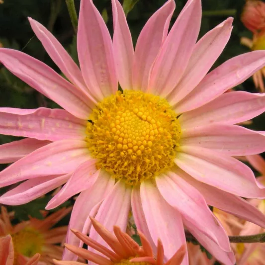 Chrysanthemum 'Samba', Garden Mum 'Samba', Florist's Mum 'Samba', Hardy Garden Mum Samba', Dendranthema 'Samba', Pink Chrysanthemum, Fall Flowers