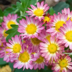 Chrysanthemum 'Will's Wonderful', Garden Mum 'Will's Wonderful', Florist's Mum 'Will's Wonderful', Hardy Garden Mum Will's Wonderful, Dendranthema Will's Wonderful, Pink Chrysanthemum, Fall Flowers