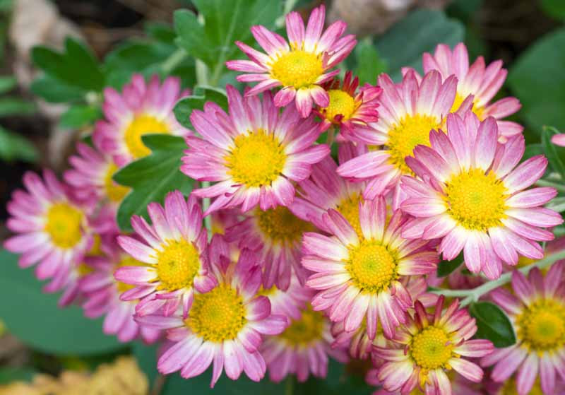 ジャマイカ7” Rising Son Everyone Should Have A  none New Flower /00050 Rising Son – Jah Jah Robe | Releases | Discogs