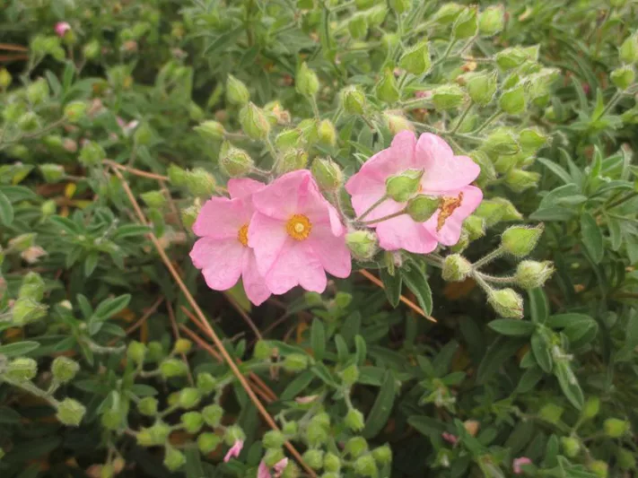 Cistus × skanbergii, Dwarf Pink Rockrose, Mediterranean plants, Mediterranean shrubs, Pink flowers, Waterwise plants