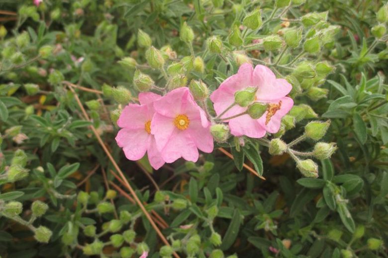 Cistus × skanbergii, Dwarf Pink Rockrose, Mediterranean plants, Mediterranean shrubs, Pink flowers, Waterwise plants