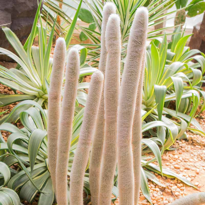 Cleistocactus strausii (Silver Torch)