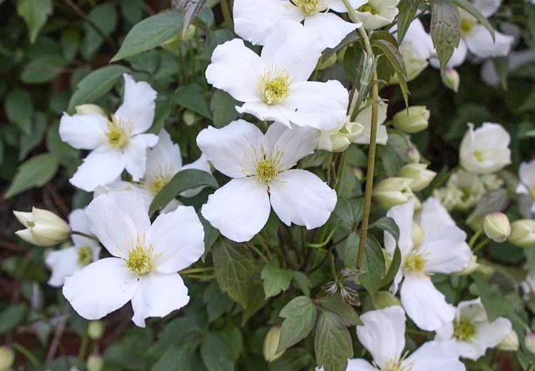 Clematis montana var. grandiflora (Montana Group)