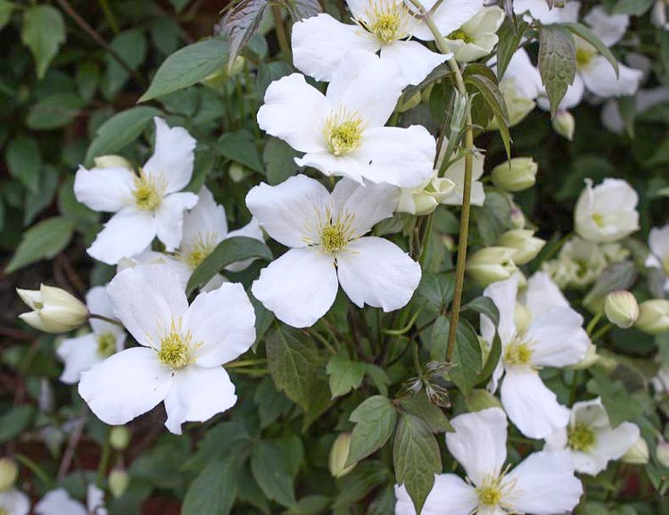 Clematis montana var. grandiflora (Montana Group)