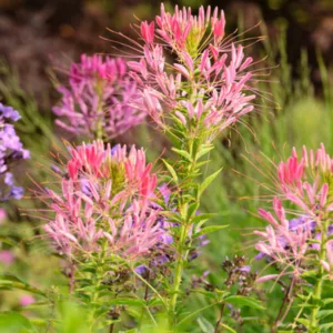 Cleome Hassleriana, Spider Flower, Spider Plant,Pink Queen, Cleome spinosa, Tall Annual Flowers, Tall Flowers, Pink annuals, Pink Flowers, White annuals, White flowers