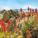 Cold-Hardy Aloes, Frost Tolerant Aloes, Hardy Aloes