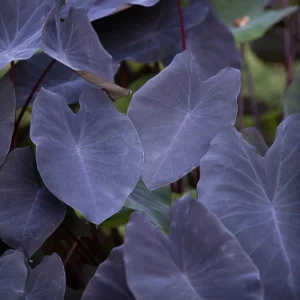 Colocasia esculenta 'Black Magic', Taro 'Black Magic', Elephant Ears 'Black Magic', dark leaves, evergreen perennial,