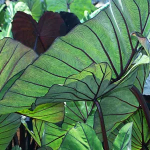 Colocasia esculenta 'Blue Hawaii', Taro 'Blue Hawaii', Elephant Ears 'Blue Hawaii', evergreen perennial, Blue leaves