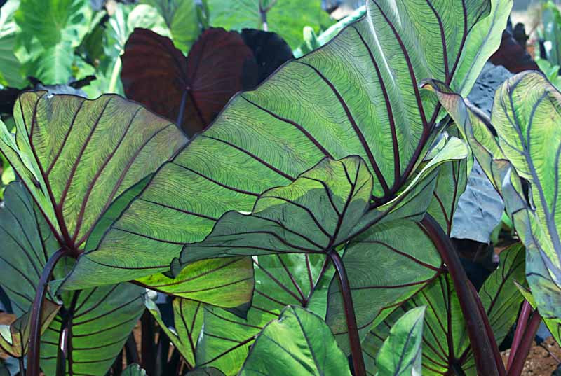 Colocasia esculenta 'Blue Hawaii' (Taro)