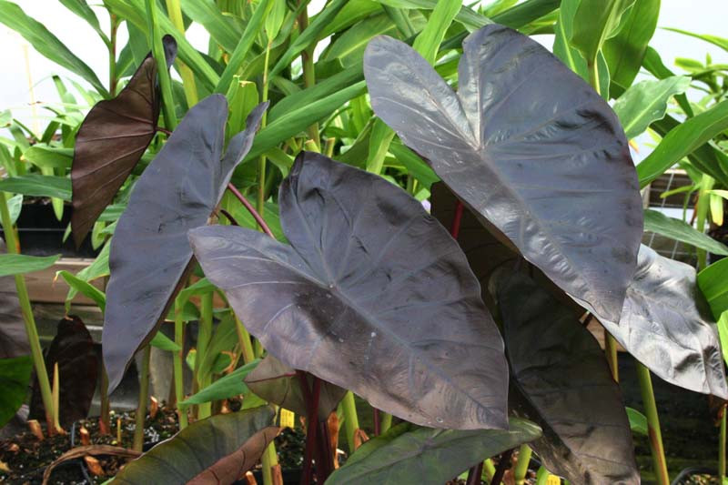 faux plants for indoors Nearly Natural 20-in Artificial Swiss Monstera Plant