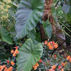 Colocasia esculenta Fontanesii', Black Stem Elephant Ear, Taro 'Fontanesii', Elephant Ears 'Fontanesii', evergreen perennial,